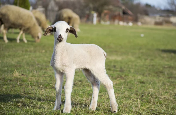 Carino agnello in estate 13 — Foto Stock