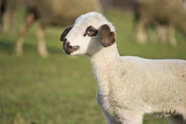 Carino l'agnello in estate14 — Foto Stock