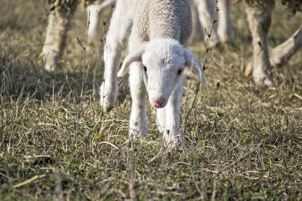 Schattig lam in samer — Stockfoto