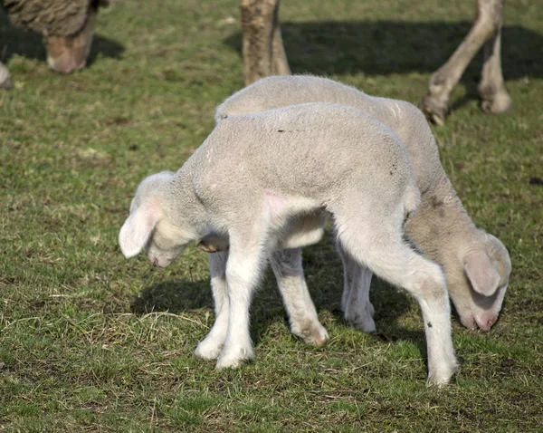 Schattig lammeren in de zomer 3 — Stockfoto