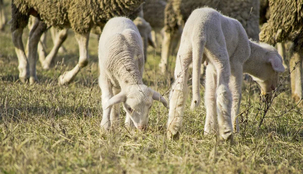 Schattig lammeren in samer 1 — Stockfoto