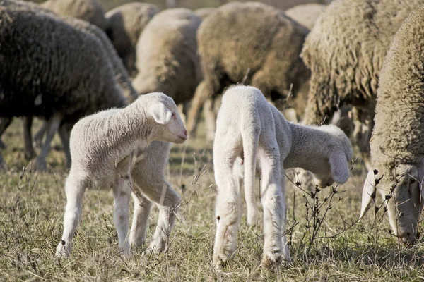 Schattig lammeren met schapen 1 — Stockfoto