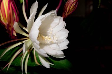 Wijaya Kusuma (Epiphyllum Anguliger) çiçeği gece yarısı koyu bir arka planda açar.