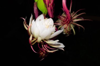 Wijaya Kusuma (Epiphyllum Anguliger) çiçeği gece yarısı koyu bir arka planda açar.