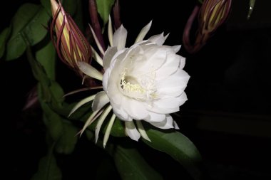 Wijaya Kusuma (Epiphyllum Anguliger) çiçeği gece yarısı koyu bir arka planda açar.