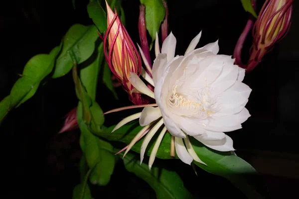 Wijaya Kusuma Epiphyllum Anguliger Flower Blooms Midnight Dark Background — Stock Photo, Image