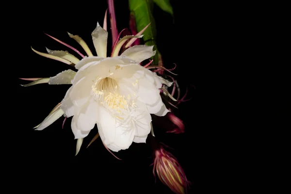 Цветок Wijaya Kusuma Epiphyllum Anguliger Цветет Полночь Темном Фоне — стоковое фото