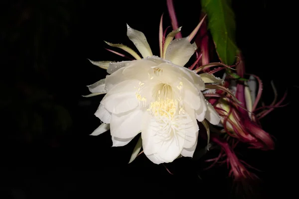 Цветок Wijaya Kusuma Epiphyllum Anguliger Цветет Полночь Темном Фоне — стоковое фото