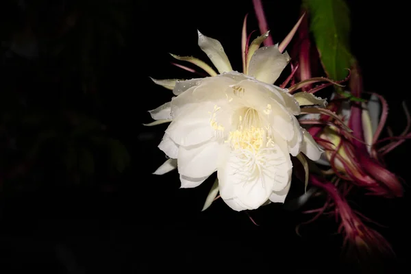 Цветок Wijaya Kusuma Epiphyllum Anguliger Цветет Полночь Темном Фоне — стоковое фото