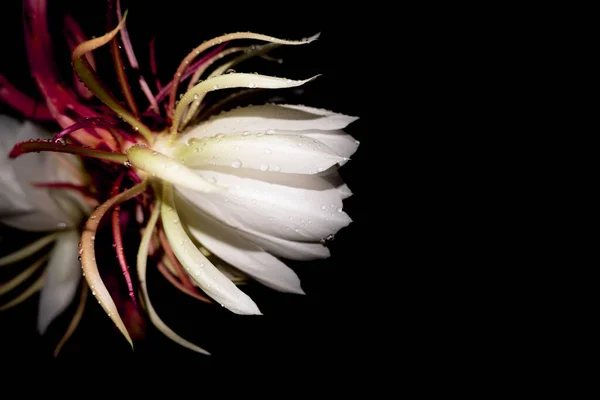 Wijaya Kusuma Epiphyllum Anguliger Virág Éjfélkor Virágzik Sötét Alapon — Stock Fotó