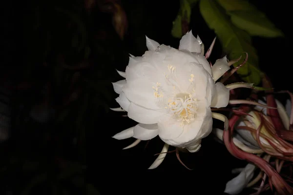 Цветок Wijaya Kusuma Epiphyllum Anguliger Цветет Полночь Темном Фоне — стоковое фото