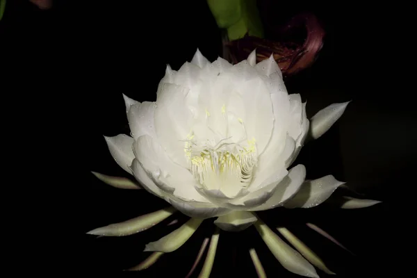 Wijaya Kusuma Epiphyllum Anguliger Çiçeği Gece Yarısı Koyu Bir Arka — Stok fotoğraf