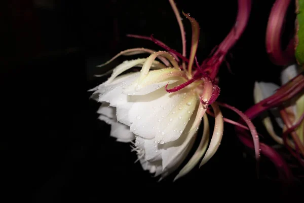 Fiore Wijaya Kusuma Epiphyllum Anguliger Fiorisce Mezzanotte Uno Sfondo Scuro — Foto Stock
