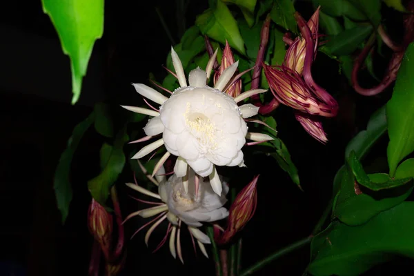 Квіти Wijaya Kusuma Epiphyllum Anguliger Цвітуть Опівночі Темному Тлі — стокове фото