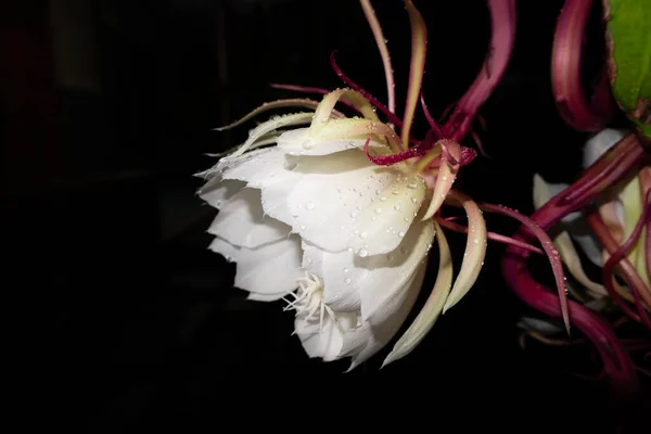Kwiat Wijaya Kusuma Epiphyllum Anguliger Kwitnie Północy Ciemnym Tle — Zdjęcie stockowe