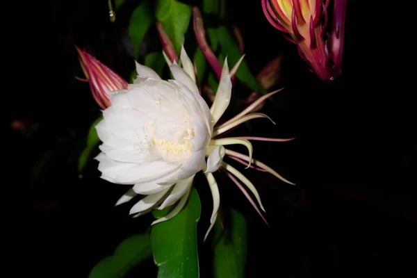 Fleur Wijaya Kusuma Epiphyllum Anguliger Fleurit Minuit Sur Fond Sombre — Photo