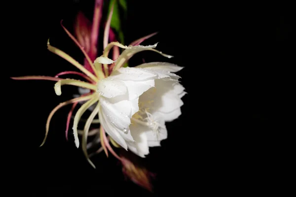 Fiore Wijaya Kusuma Epiphyllum Anguliger Fiorisce Mezzanotte Uno Sfondo Scuro — Foto Stock