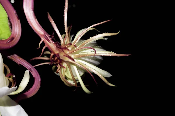 Flor Wijaya Kusuma Epiphyllum Anguliger Florece Medianoche Sobre Fondo Oscuro Imagen de archivo