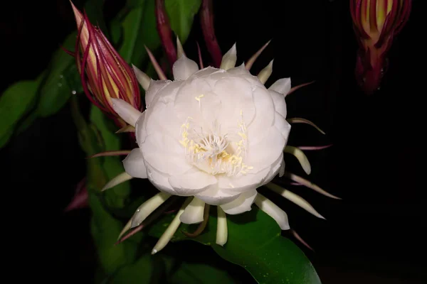 Flor Wijaya Kusuma Epiphyllum Anguliger Florece Medianoche Sobre Fondo Oscuro Imagen de stock