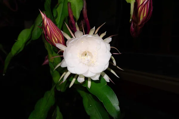 Flor Wijaya Kusuma Epiphyllum Anguliger Florece Medianoche Sobre Fondo Oscuro Imagen de archivo