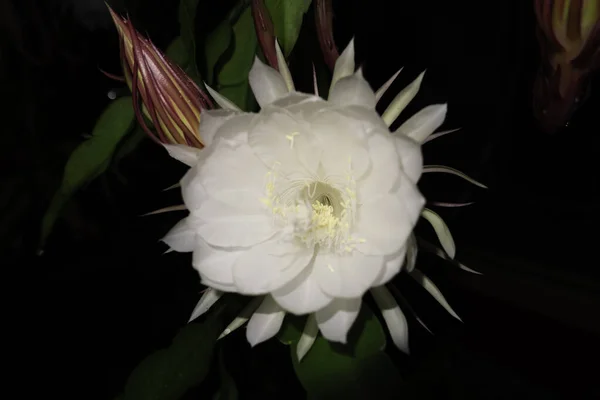 Flor Wijaya Kusuma Epiphyllum Anguliger Florece Medianoche Sobre Fondo Oscuro Fotos de stock libres de derechos