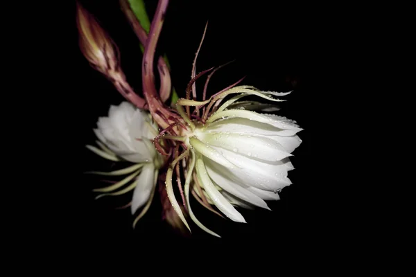 Flor Wijaya Kusuma Epiphyllum Anguliger Florece Medianoche Sobre Fondo Oscuro Fotos de stock
