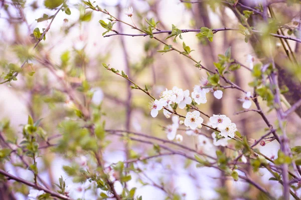 Bahar çiçekleri beyaz çiçeği ile — Stok fotoğraf