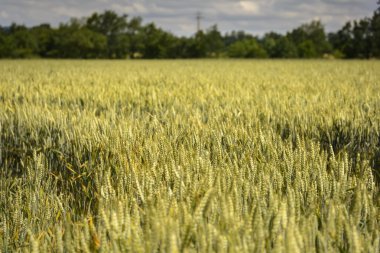 Buğday kök alanındaki