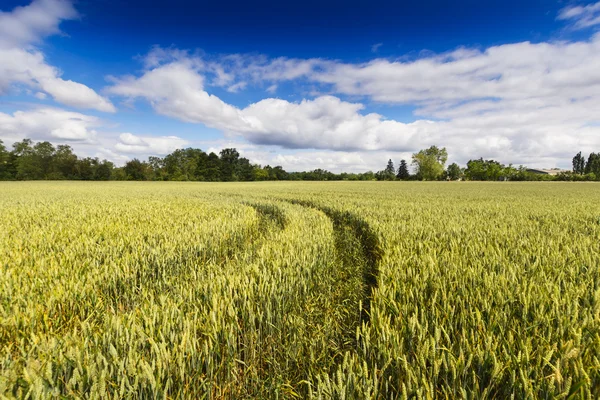 Paysage avec champ de blé avec ciel bleu — Photo