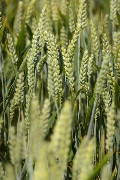 Wheat stem in field — Stock Photo, Image