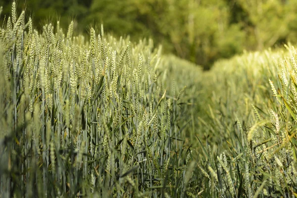 Wheat stem in field — Stock Photo, Image