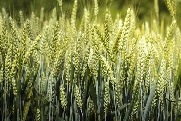 Wheat stem in field — Stock Photo, Image