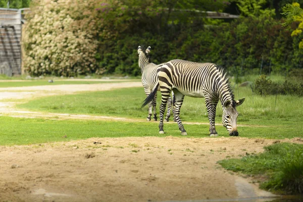 Zebra eszik — Stock Fotó