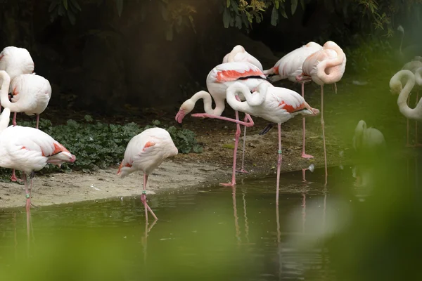 Grupa flamingi — Zdjęcie stockowe