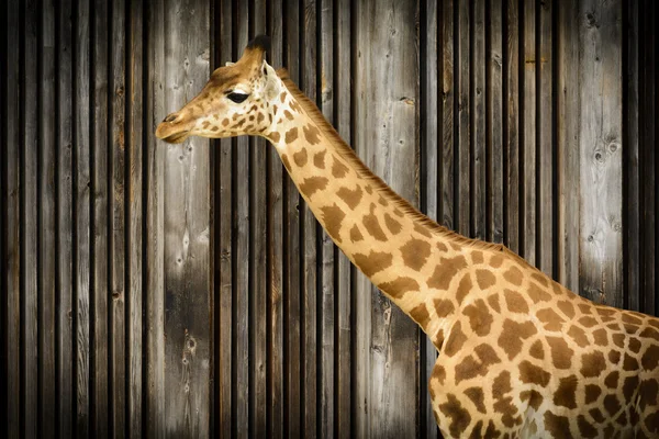 Giraff i zoo — Stockfoto