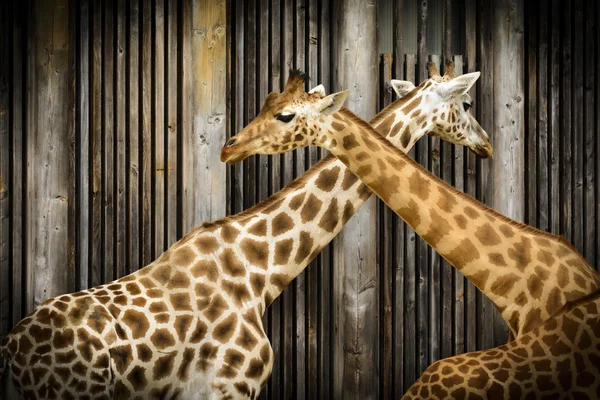 Giraffe in zoo — Stock Photo, Image