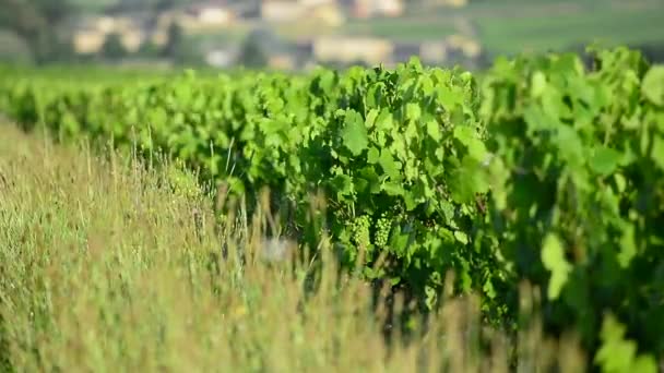 Folhas jovens e uva de videira, Beaujolais — Vídeo de Stock