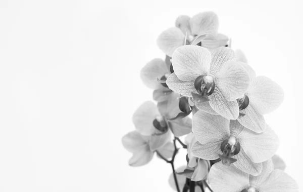 Orchidea con sfondo bianco — Foto Stock