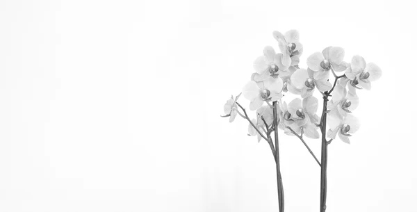 Orchidée avec fond blanc — Photo