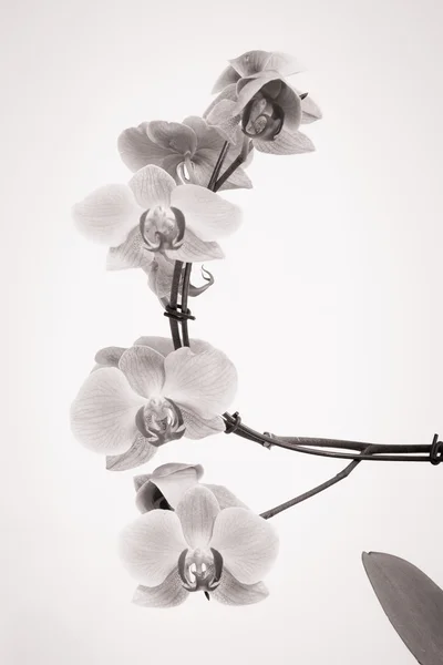 Orchidée avec fond blanc — Photo