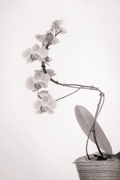 Orchidée avec fond blanc — Photo