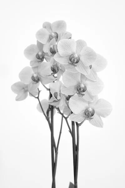 Orchidea con sfondo bianco — Foto Stock