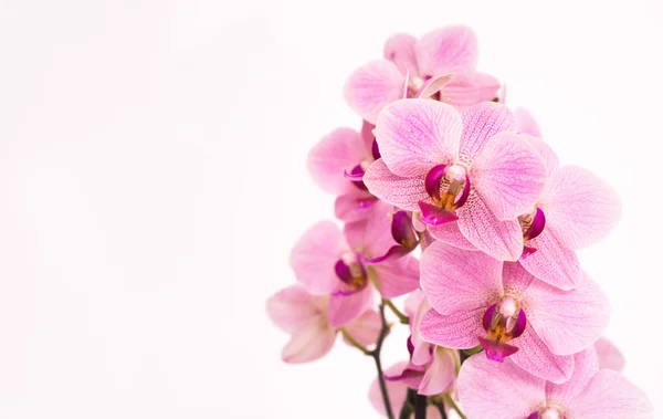 Orchidea viola con sfondo bianco — Foto Stock