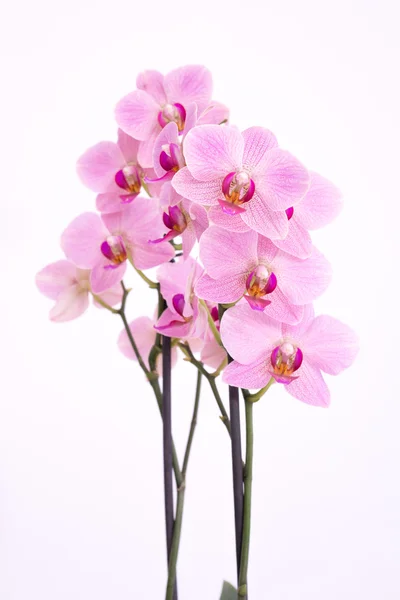 Orchidea viola con sfondo bianco — Foto Stock