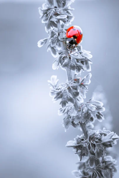 Marienkäfer auf Blättern mit grauem Hintergrund — Stockfoto