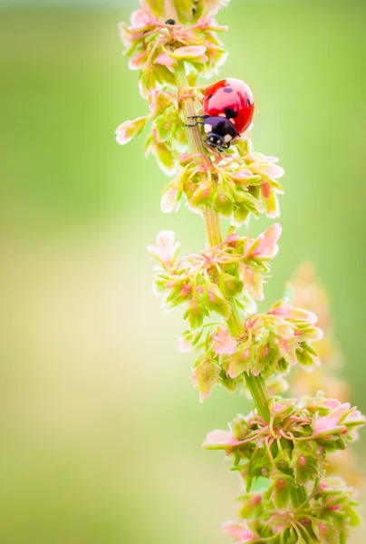 Joaninha em folhas com fundo verde — Fotografia de Stock