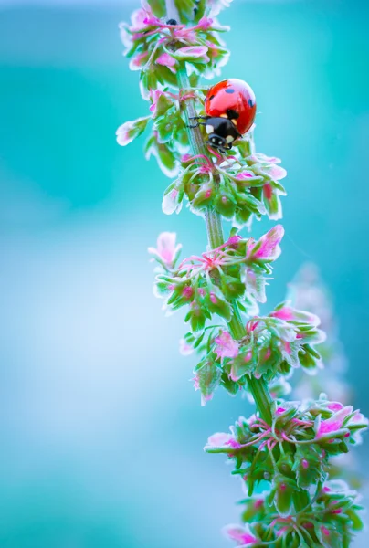 Mariquita sobre hojas con fondo azul — Foto de Stock