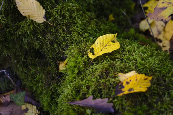 Gelbe Blätter fallen in den Wald — Stockfoto