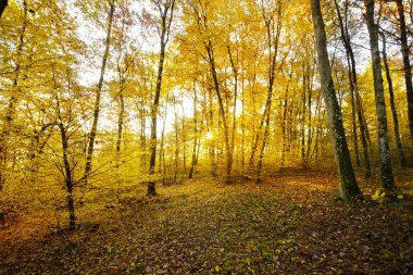 Çalılar günün ilk ışıkları
