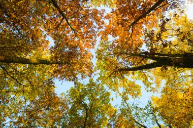 sonbaharda ağaçların tepesine